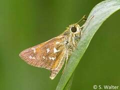 Hesperia comma