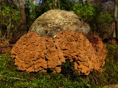 Ionomidotis irregularis