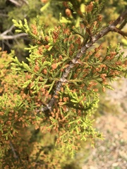 Juniperus ashei