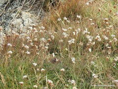 Armeria maritima