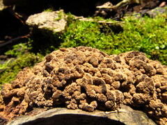 Ionomidotis irregularis