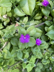 Mesembryanthemum cordifolium