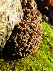 Ionomidotis irregularis