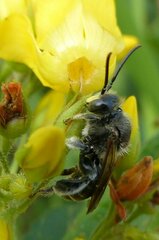 Macropis europaea