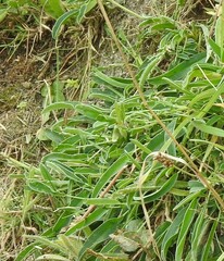 Anthyllis vulneraria