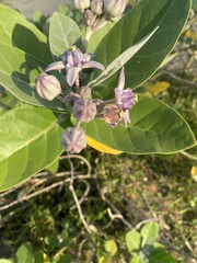 Calotropis gigantea