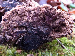 Ionomidotis irregularis