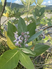 Calotropis gigantea