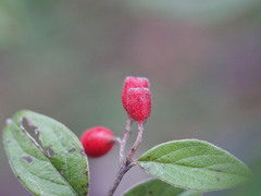 Cotoneaster