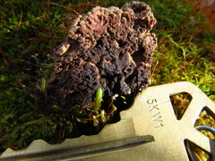 Ionomidotis irregularis