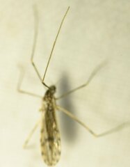 Erioptera