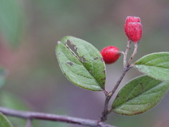 Cotoneaster
