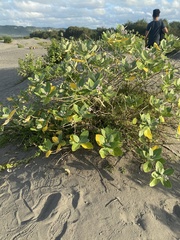 Calotropis gigantea