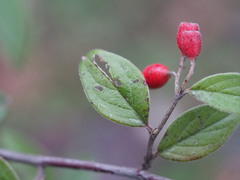 Cotoneaster