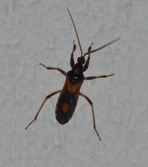 Rasahus biguttatus
