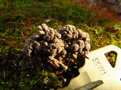 Ionomidotis irregularis