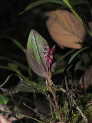 Trichosalpinx memor