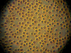 Ionomidotis irregularis