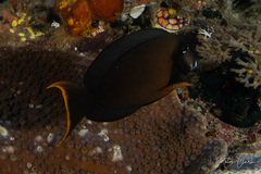 Acanthurus pyroferus