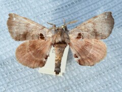 Apatelodes torrefacta