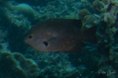 Pomacentrus brachialis