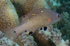 Bodianus dictynna