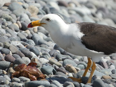 Larus belcheri