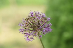 Allium rosenorum