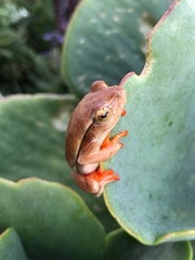 Hyperolius horstockii