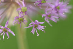 Allium rosenorum