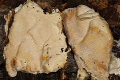 Pseudospongipellis delectans