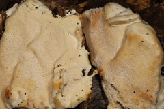 Pseudospongipellis delectans