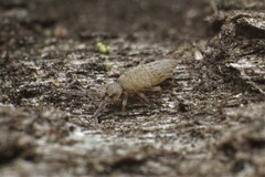 Entomobrya unostrigata