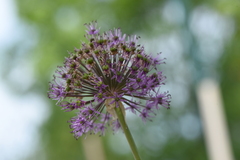 Allium rosenorum