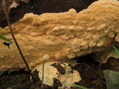Rigidoporus corticola