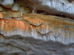 Rigidoporus corticola