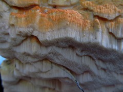 Rigidoporus corticola