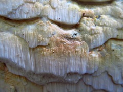 Rigidoporus corticola
