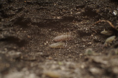 Entomobrya unostrigata