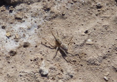 Pavocosa