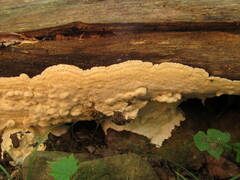 Rigidoporus corticola