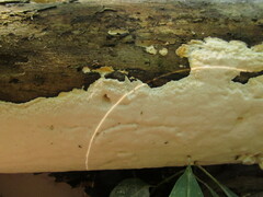 Rigidoporus corticola