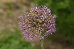 Allium rosenorum