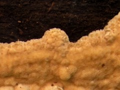 Rigidoporus corticola