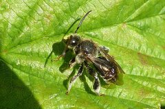 Macropis europaea