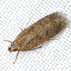 Battaristis pasadenae