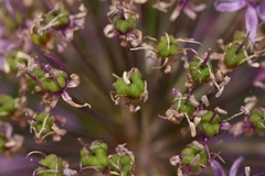 Allium rosenorum
