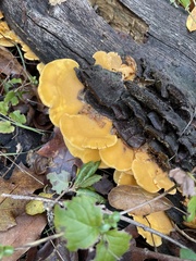 Phyllotopsis nidulans