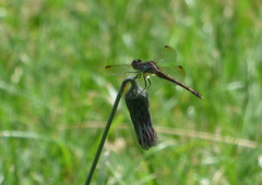 Erythrodiplax nigricans