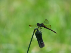 Erythrodiplax nigricans